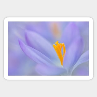 Crocus close-up Sticker